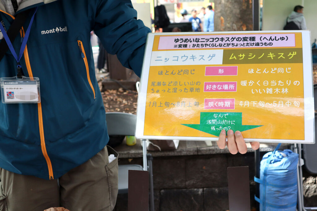 公園の案内スタッフがニッコウキスゲとムサシノキスゲの違いについて説明するパネルを持っている写真です。パネルには開花時期や生息地の違いが黄色とピンクで整理されて記載されています。背景には公園の様子と訪問者の姿がぼんやり映っています。